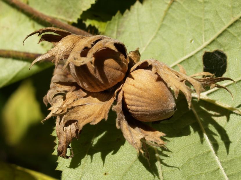 Avellano con sus frutos envueltos en el involucro