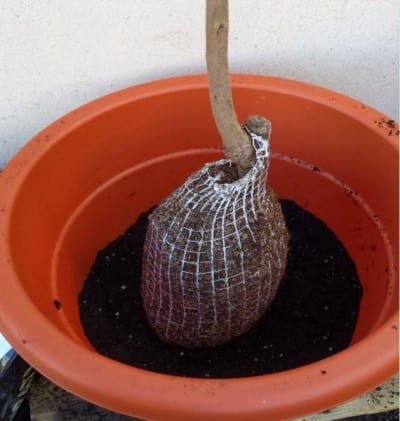 Trasplante de un árbol frutal