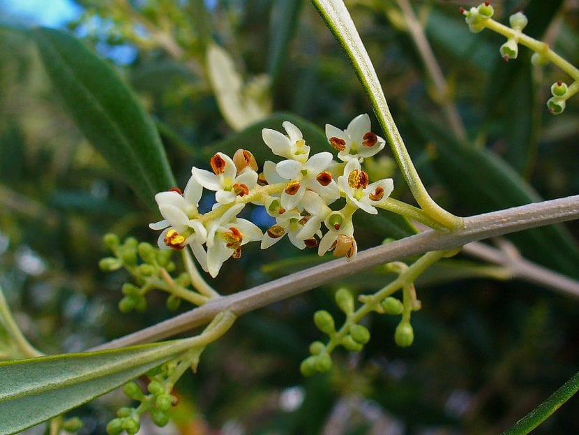 Flores de Olea europaea agrupadas en racimos
