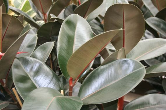 Ficus: especies, cultivo y cuidados en interior y jardín