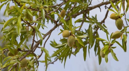 Almendras en la rama
