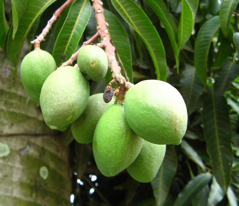 Plantar un mango: clima, suelo, variedad y marco