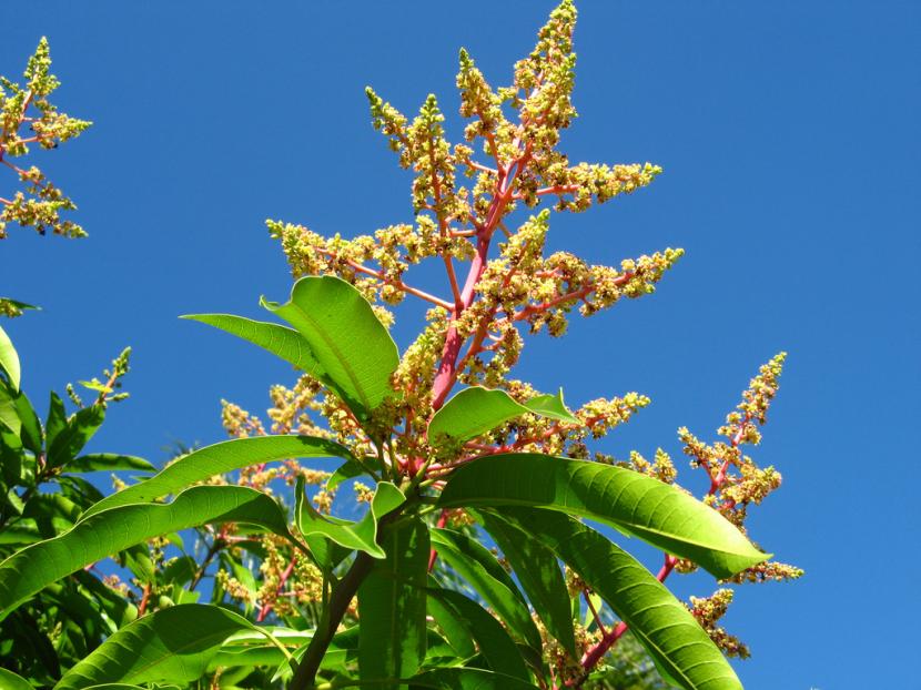 Panícula floral del mango