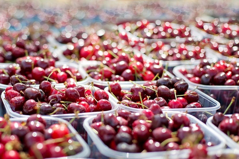 Cerezas maduras en el árbol