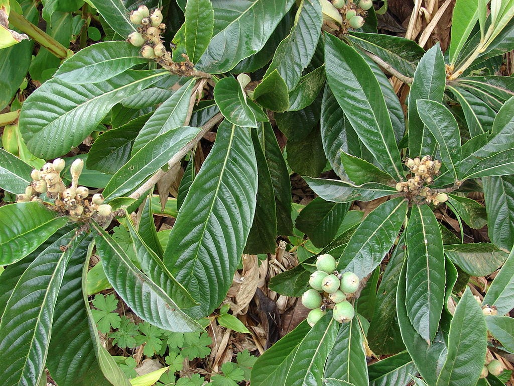 Hoja de níspero: forma, tamaño, envés y qué revela
