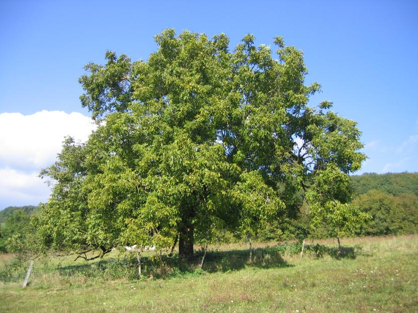Ejemplar adulto de nogal (Juglans regia)