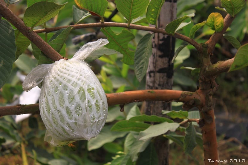 Embolsar la fruta: cuándo hacerlo y qué bolsa usar