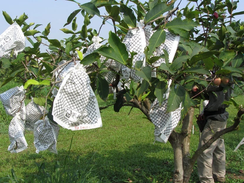 Frutas ya embolsadas y protegidas en el árbol