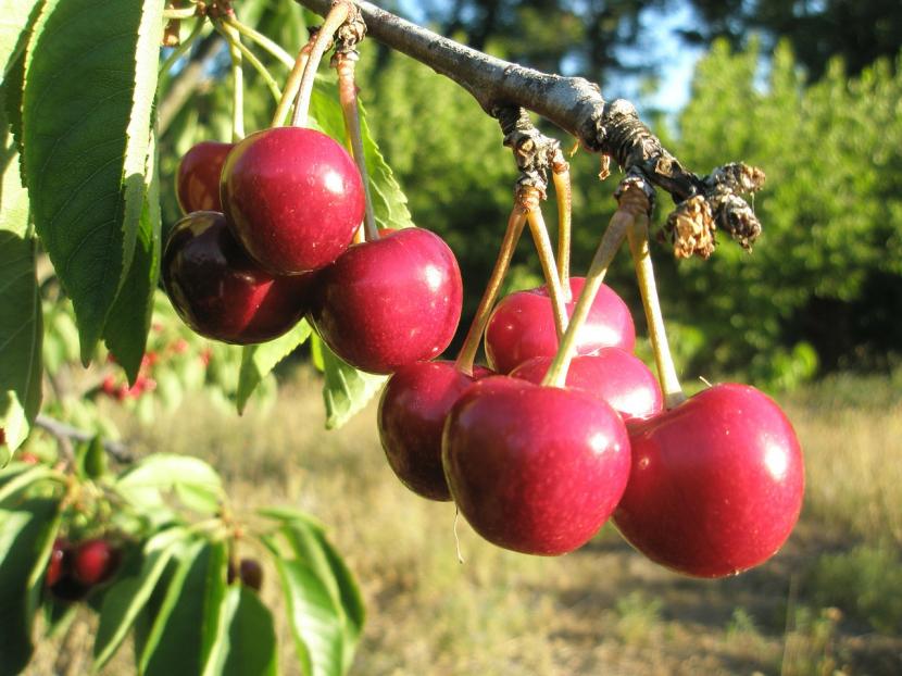 Cuándo plantar un cerezo y cómo hacerlo bien