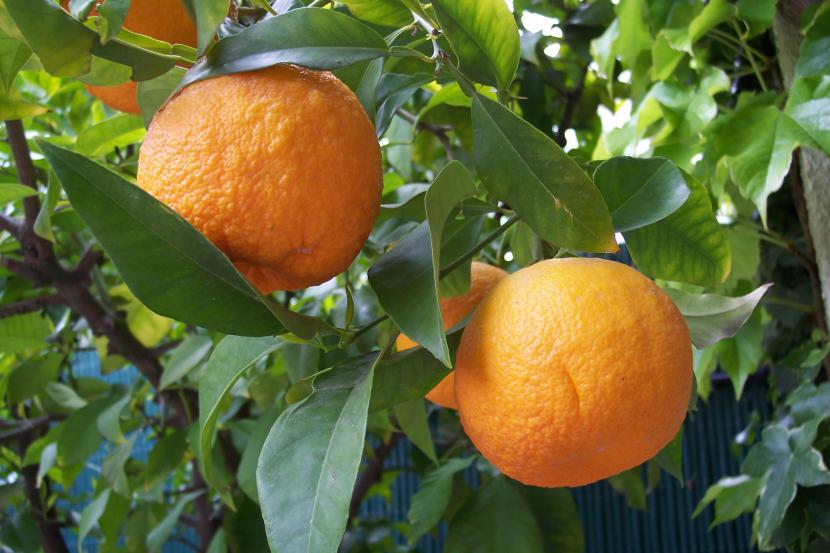 Cuándo sembrar naranjos: de semilla o árbol injertado