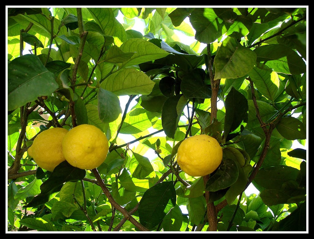 Limonero en maceta: sustrato, riego, abonado y poda