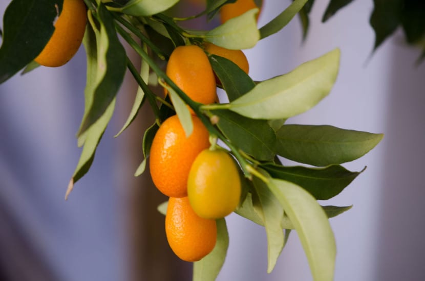 Kumquat cargado de frutos naranjas