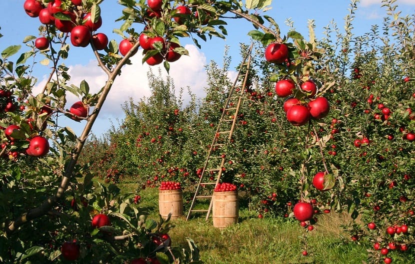 Manzanas verdes recién recolectadas
