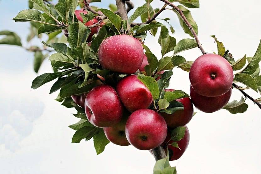 Manzano: cultivo, poda, variedades y plagas del frutal