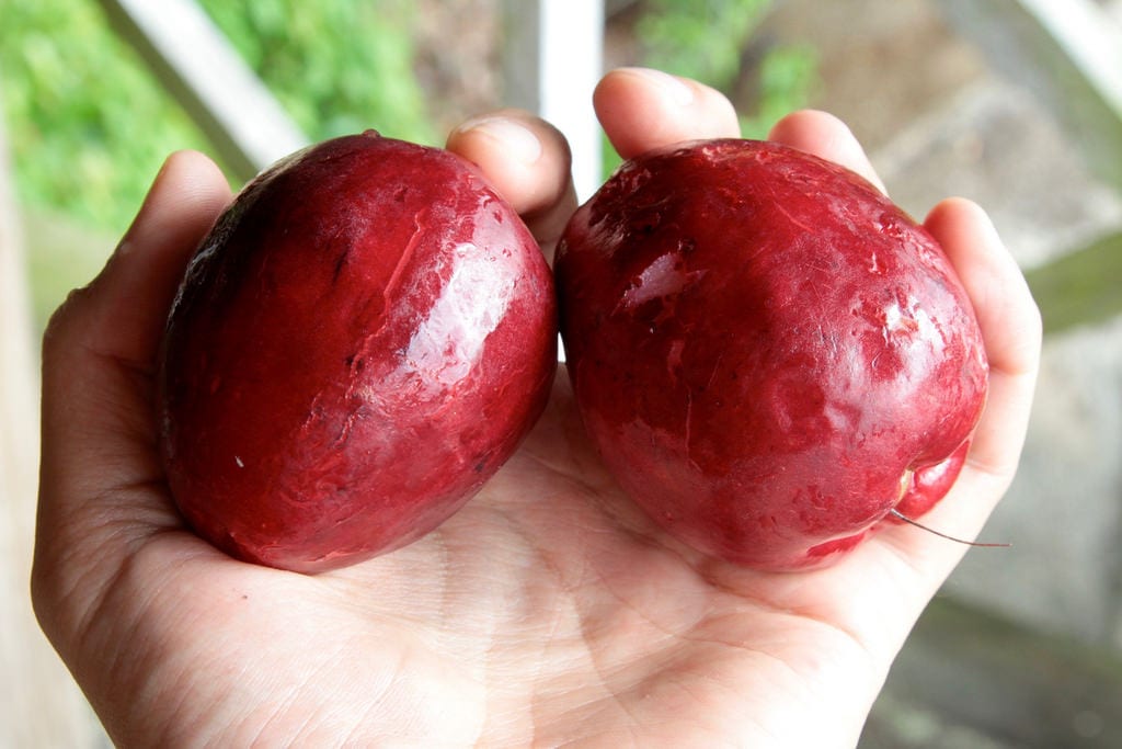 Marañón japonés (Syzygium malaccense): cuidados y cultivo