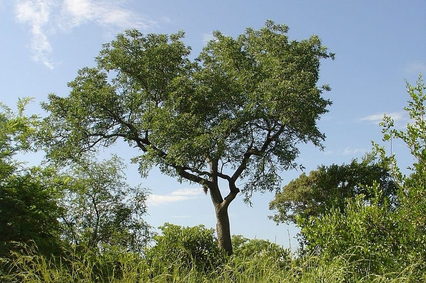 Ejemplar adulto de Sclerocarya birrea en la sabana