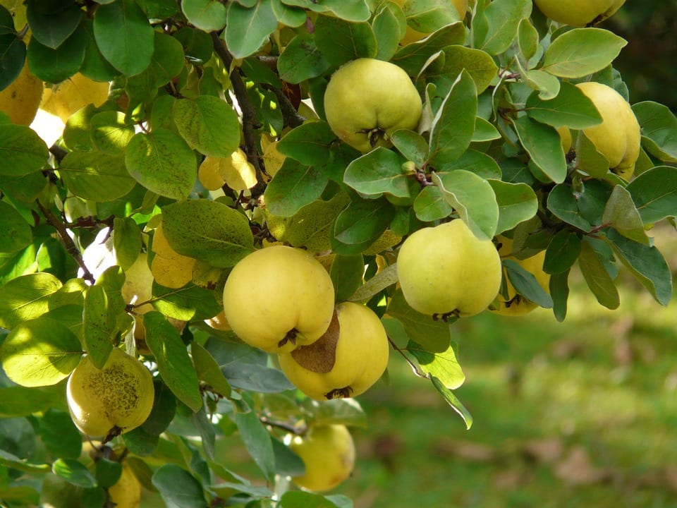 Membrillo (Cydonia oblonga): cultivo, poda y recolección