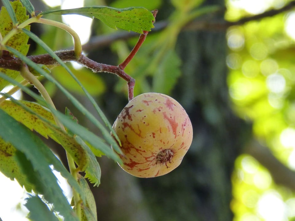 Mespilus germanica: cultivo del níspero europeo paso a paso
