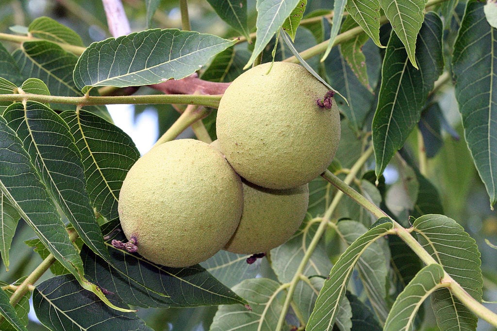 Nogal negro (Juglans nigra): cultivo, juglona y cosecha