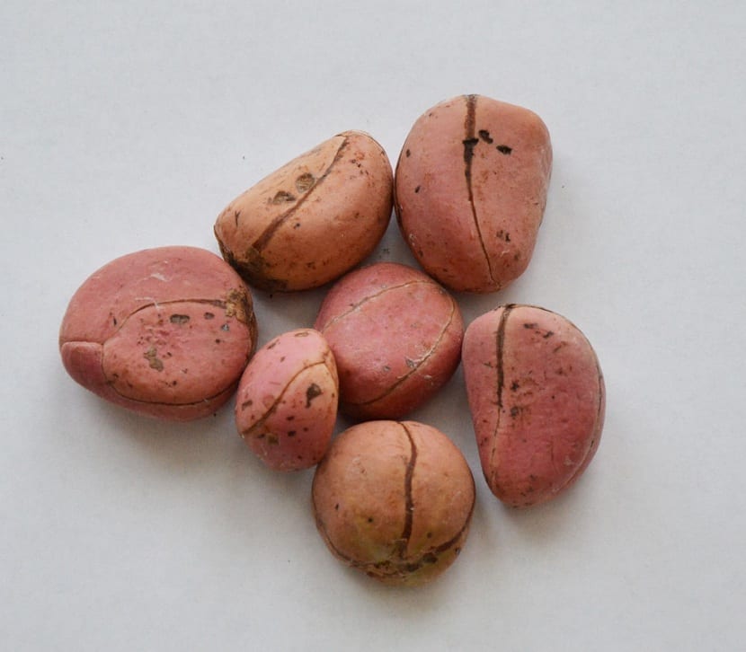 Nuez de cola (Cola acuminata): usos, cafeína y cultivo