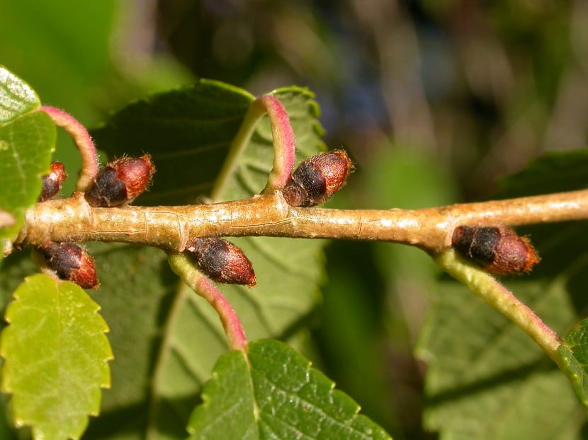 Olmo siberiano (Ulmus pumila): identificación y cultivo