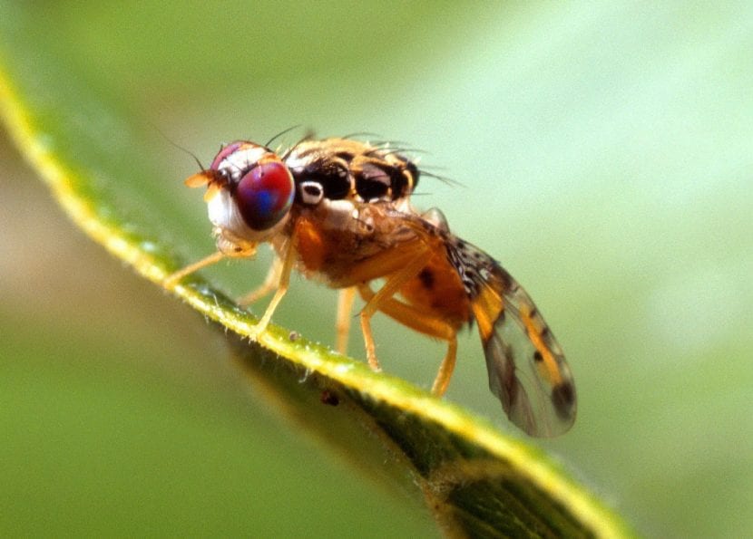 Adulto de mosca mediterránea de la fruta, Ceratitis capitata