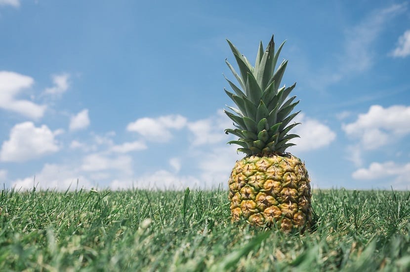 Planta de piña: cuidados, cultivo y problemas frecuentes