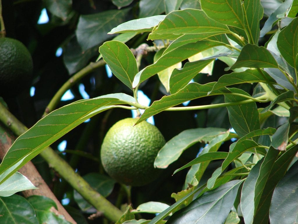 Plantar un aguacate en el jardín: guía práctica