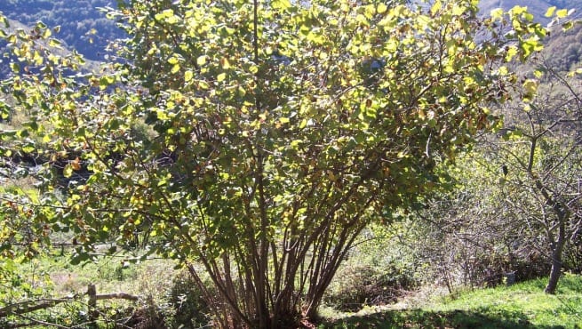Cómo plantar un avellano: variedades, suelo y riego