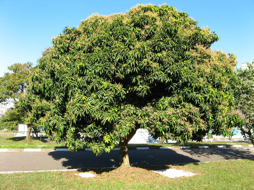 Árbol de mango adulto en plena vegetación