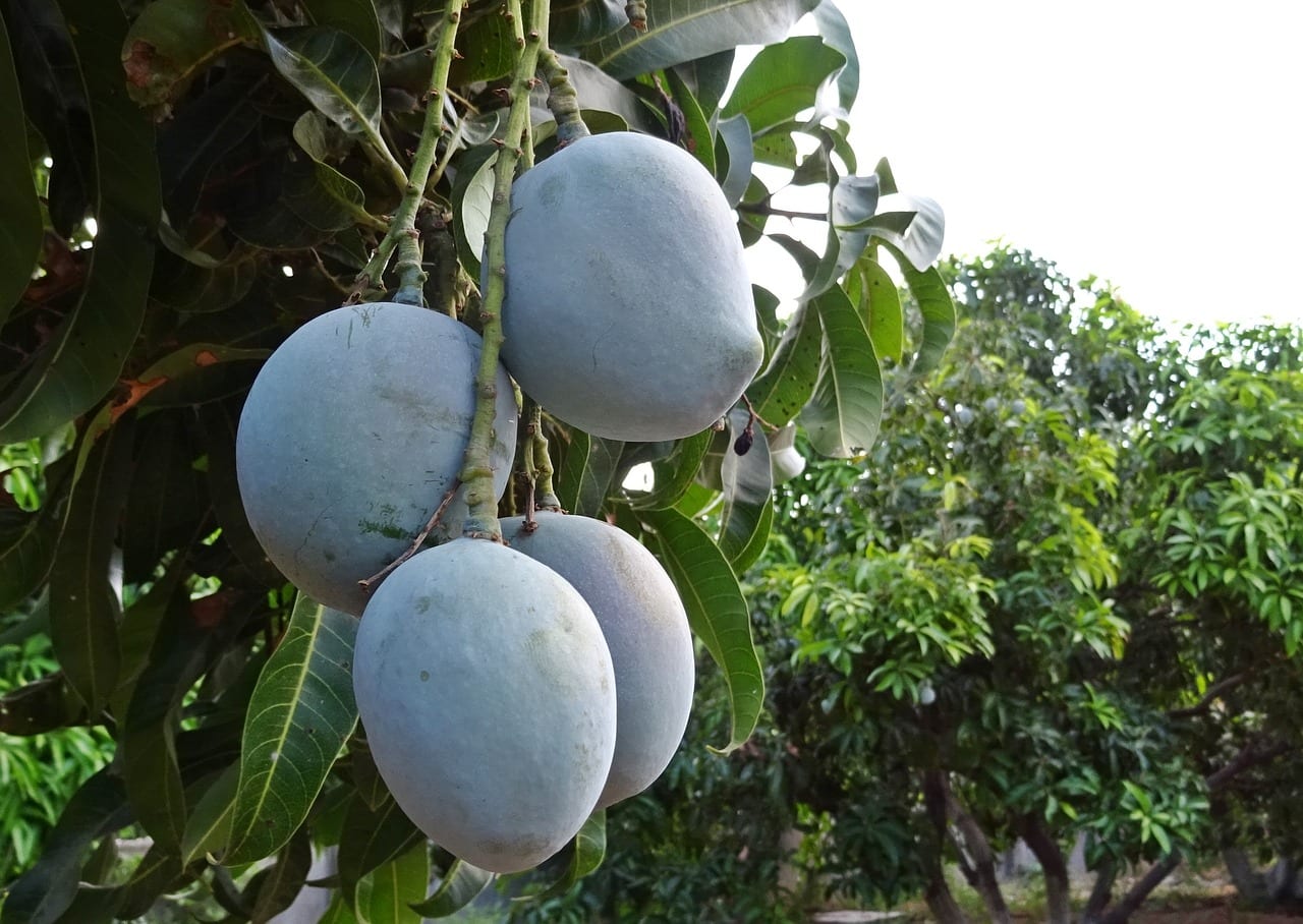 Mango que no da frutos: causas reales y cómo corregirlas