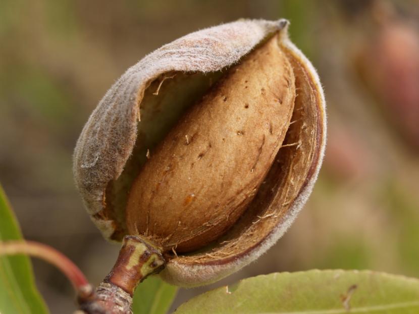 Variedades de almendro: cuál plantar y por qué