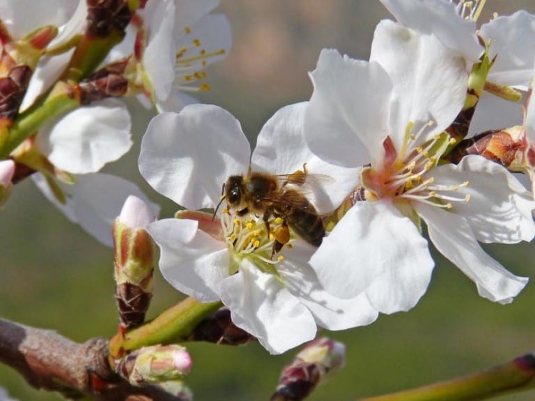 Flor de almendro abierta en pleno invierno