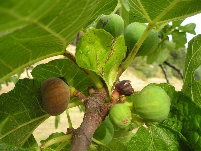 Higos maduros en la rama de una higuera
