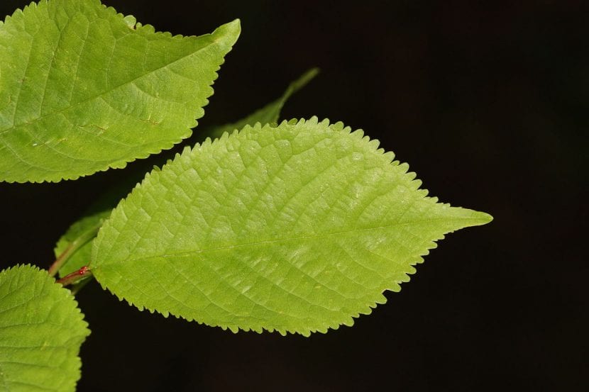 Hojas de Prunus cerasus, más pequeñas y brillantes que las del cerezo dulce