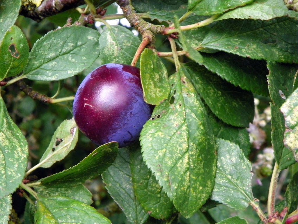 Prunus insititia: cultivo, cuidados y usos del ciruelo bravío