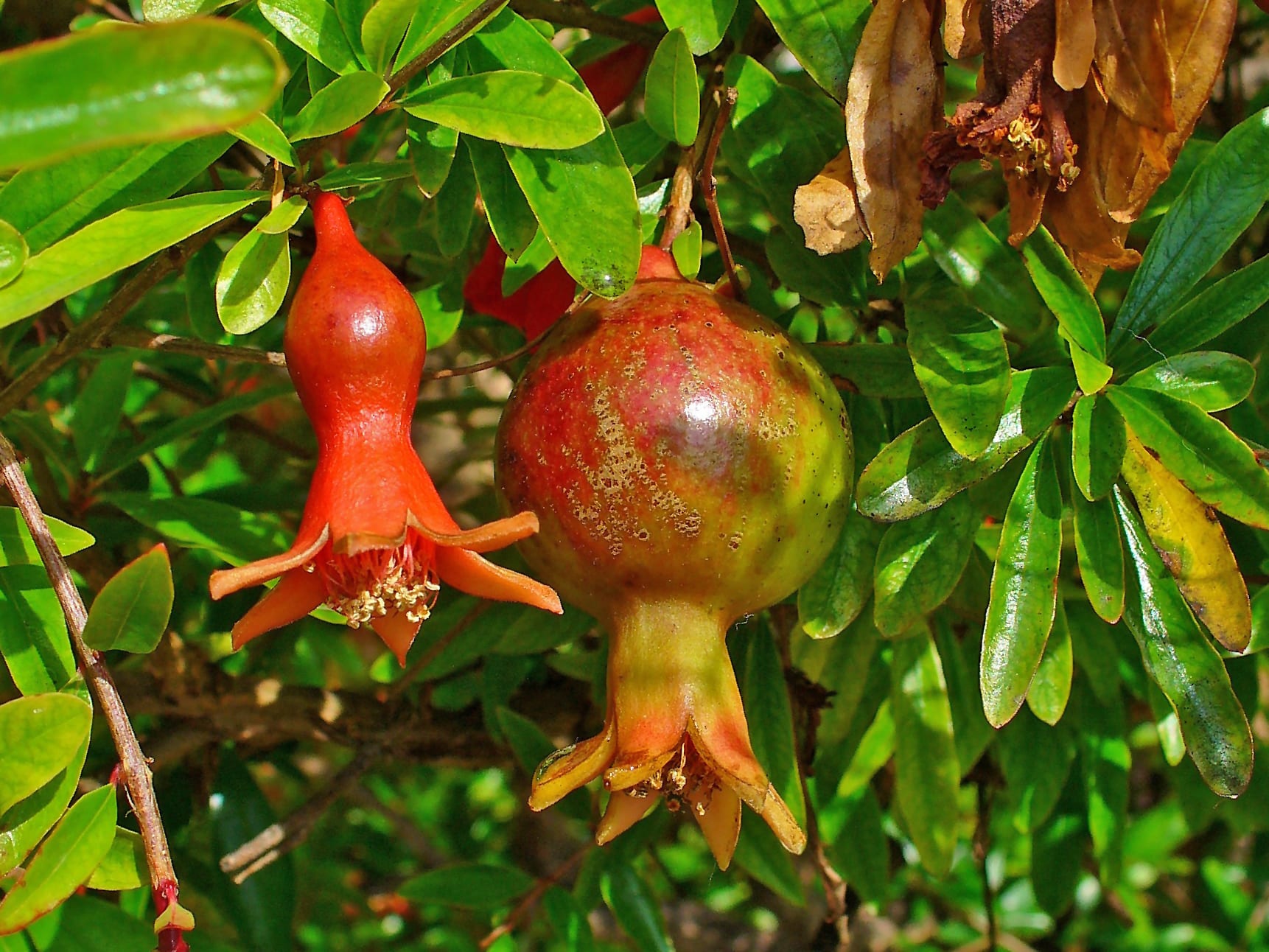 Granado (Punica granatum): cultivo, poda, riego y plagas