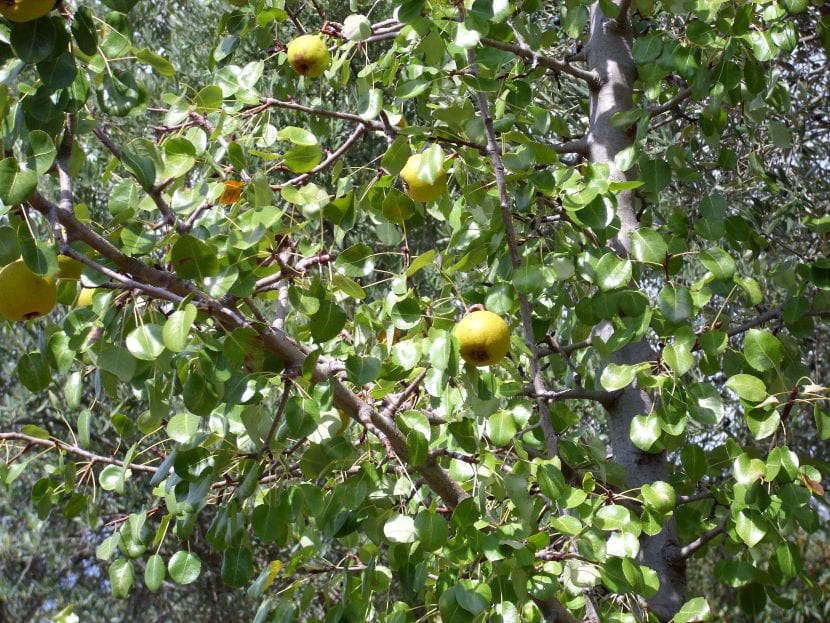 Frutos maduros de Pyrus bourgaeana