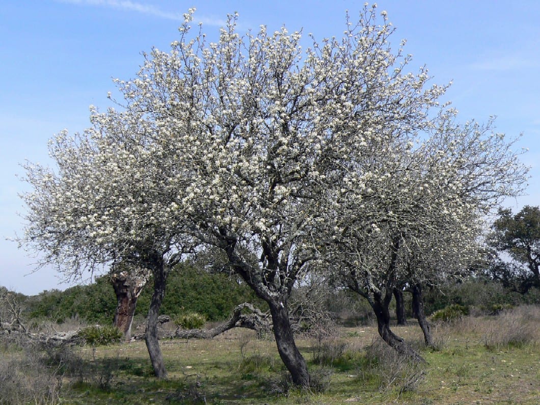 Pyrus bourgaeana o piruétano: cultivo y cuidados