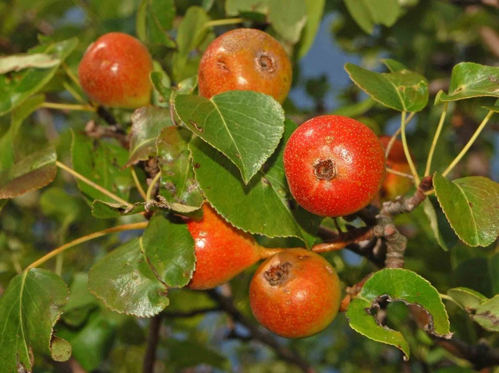 Pyrus pyraster: cuidados del peral bravío europeo