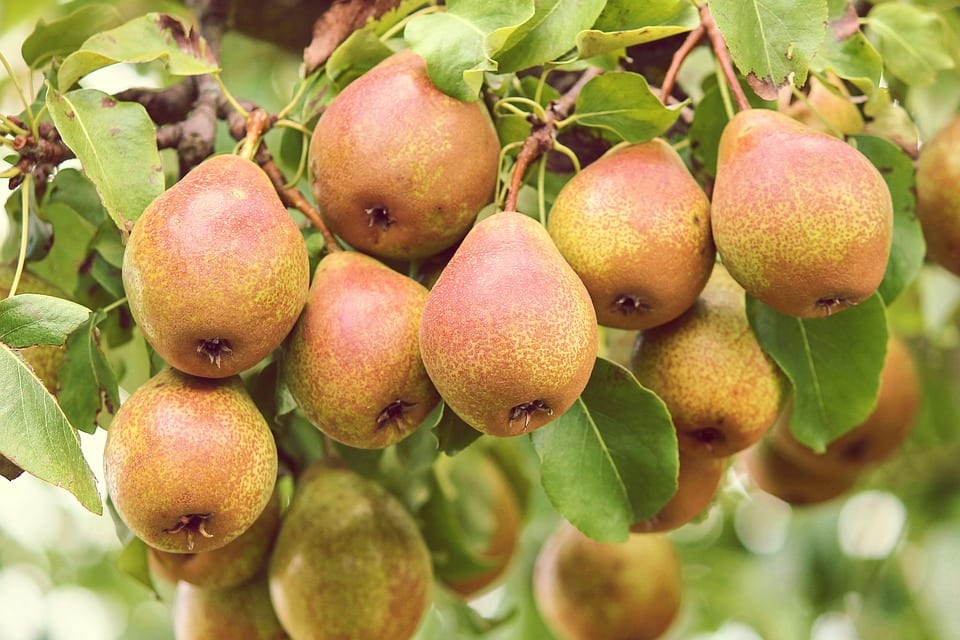 Pyrus: especies de peral, cultivo y variedades de pera