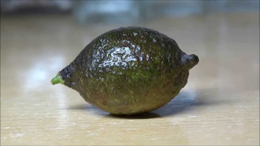 Caviar de limón: qué es, características y cómo cultivarlo