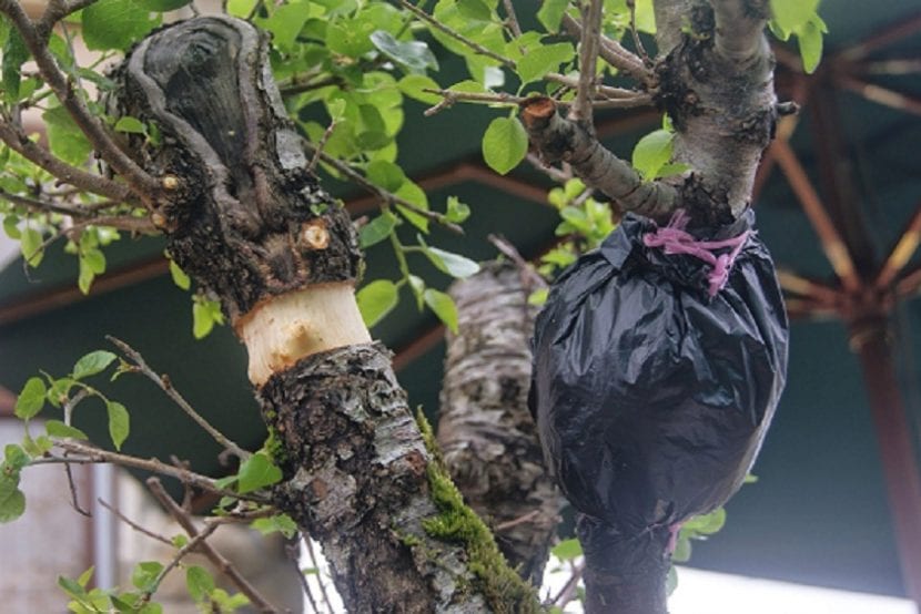Acodos realizados en las ramas bajas de un árbol