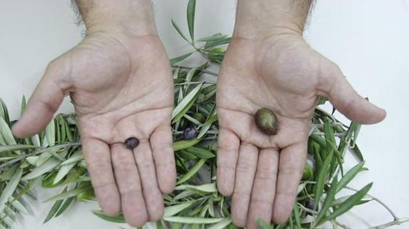 Vecería de los frutales: por qué alternan las cosechas