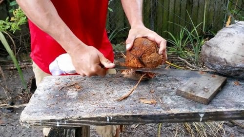 Abrir un coco germinado con un cuchillo afilado para extraer la manzana
