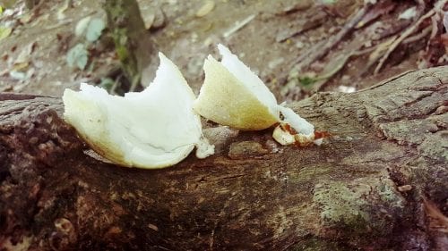 Manzana de coco troceada tras abrir el fruto germinado