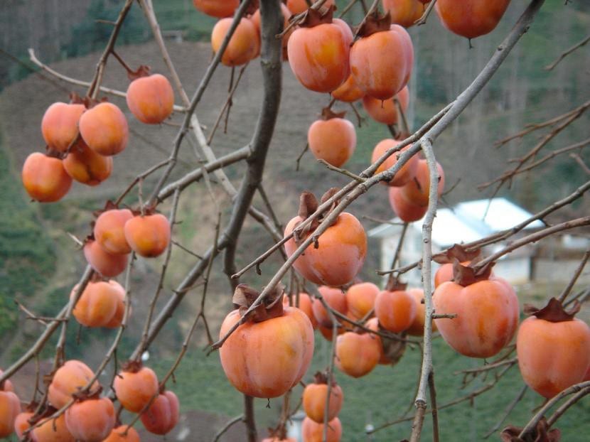 Frutos de Diospyros kaki en el árbol