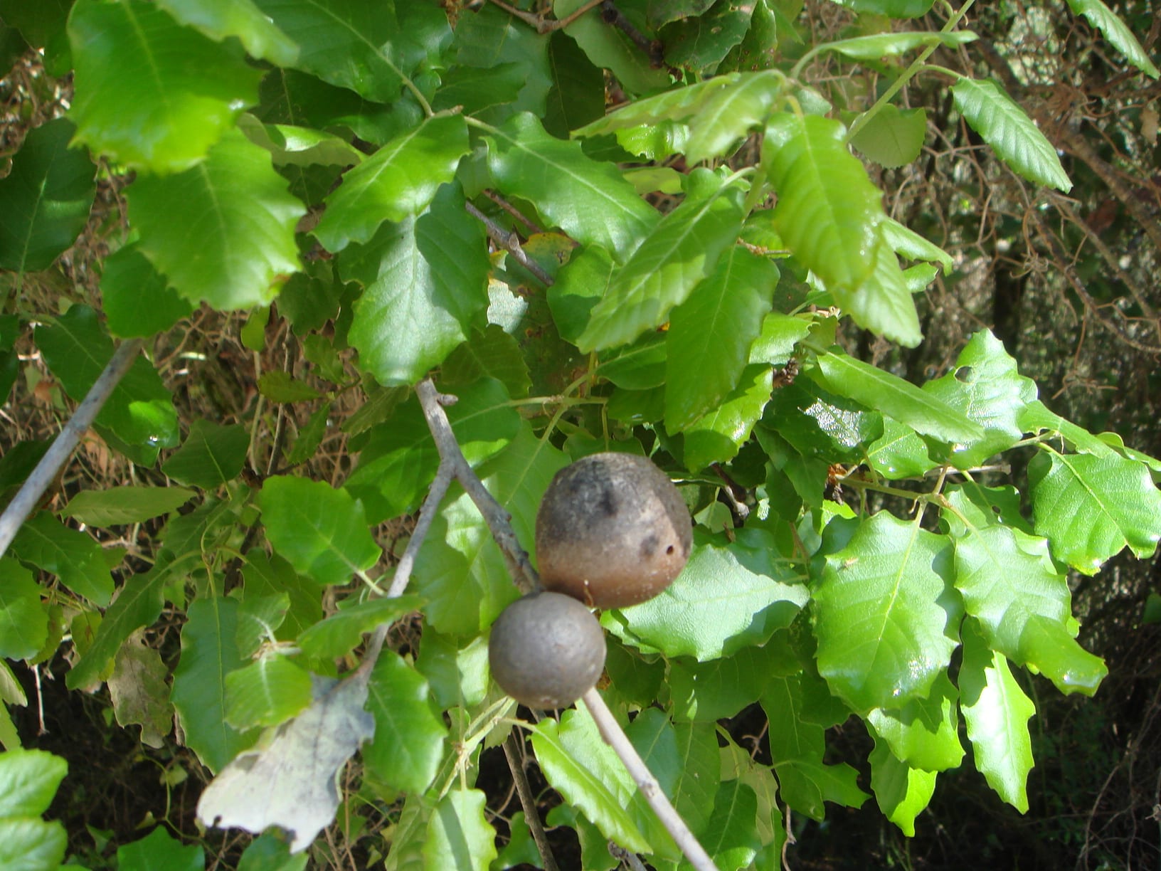 Quejigo (Quercus faginea): cultivo, poda y cuidados