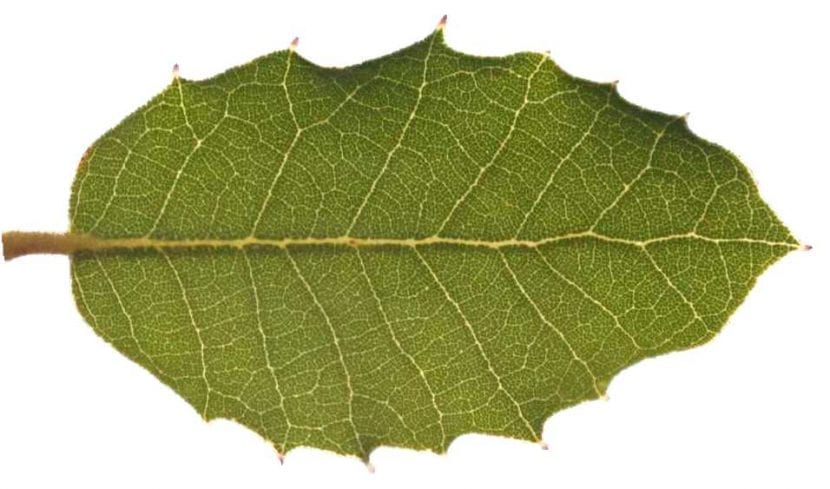 Hoja redondeada de Quercus ilex subsp. rotundifolia