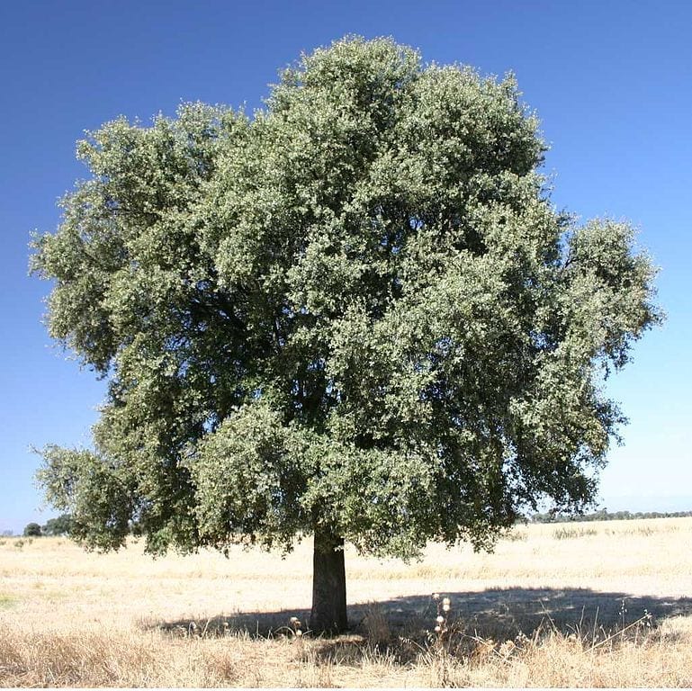 Quercus ilex rotundifolia: la encina de interior, paso a paso
